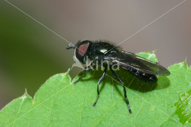 Heringia heringi