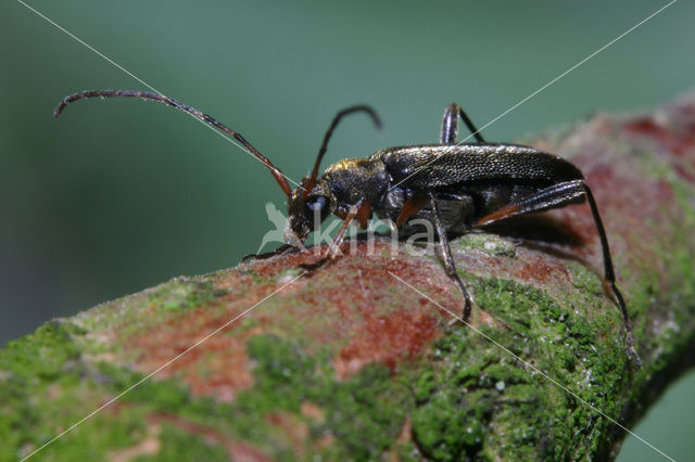 Grammoptera ruficornis