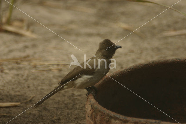 Common Bulbul (Pycnonotus barbatus)