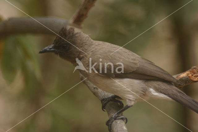 Grauwe Buulbuul (Pycnonotus barbatus)