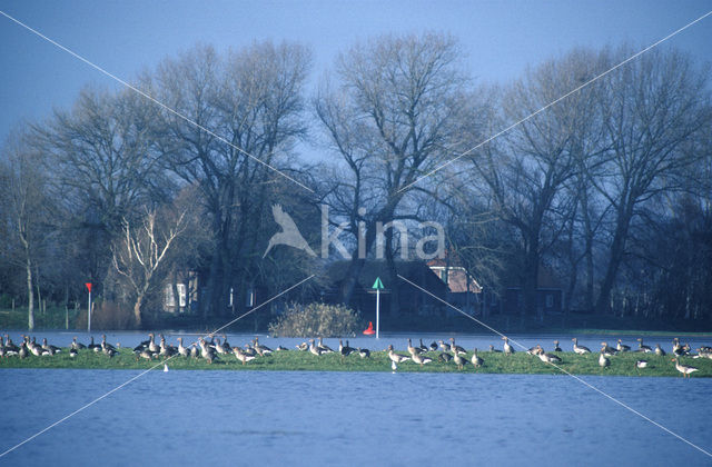 Grauwe Gans (Anser anser)