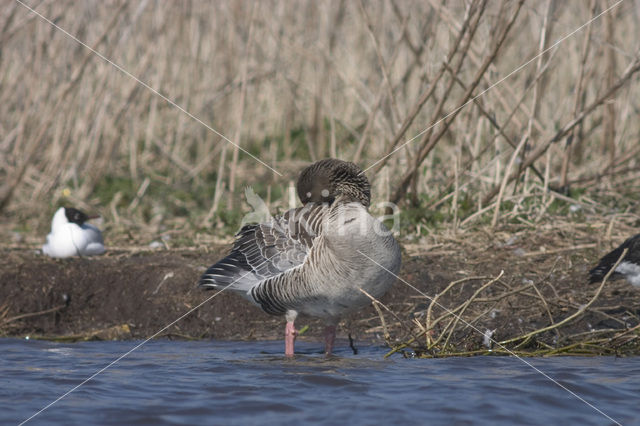 Grauwe Gans (Anser anser)