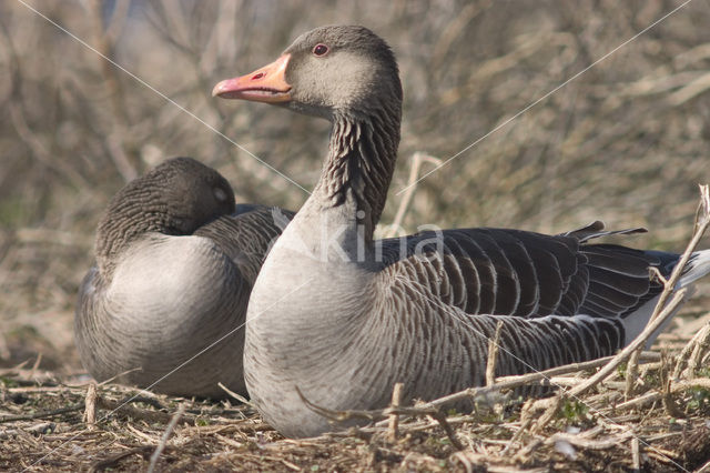 Grauwe Gans (Anser anser)