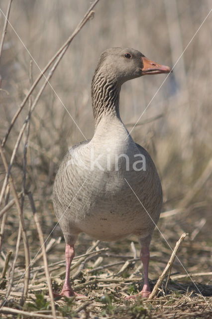 Grauwe Gans (Anser anser)