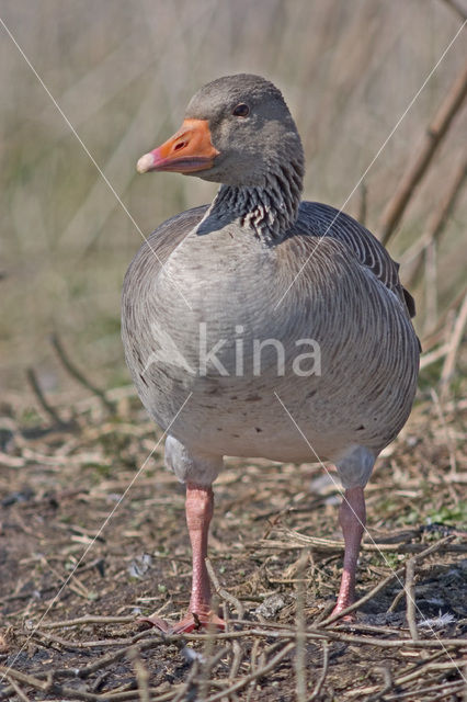 Grauwe Gans (Anser anser)