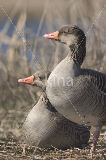 Grauwe Gans (Anser anser)