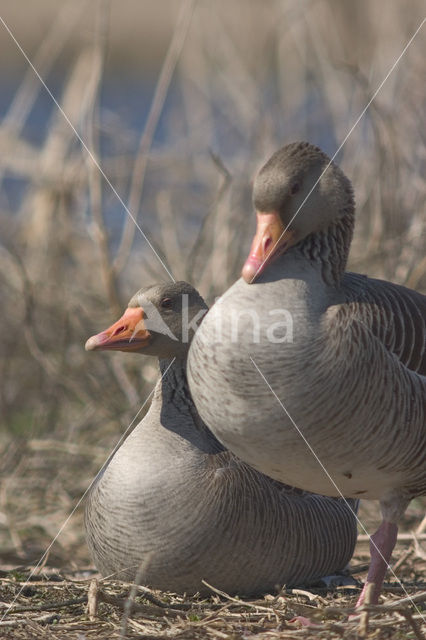 Grauwe Gans (Anser anser)