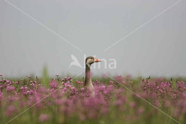 Grauwe Gans (Anser anser)