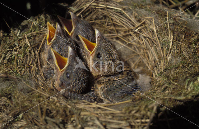 Grauwe Klauwier (Lanius collurio)