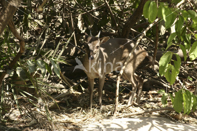 Common Duiker