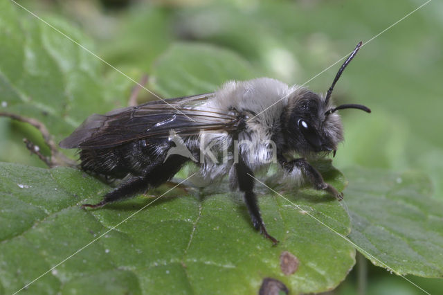 Grijze zandbij (Andrena vaga)