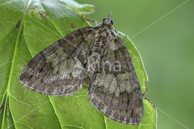 May Highflyer (Hydriomena impluviata)