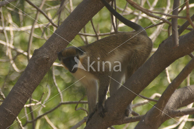 Groene meerkat (Cercopithecus aethiops)