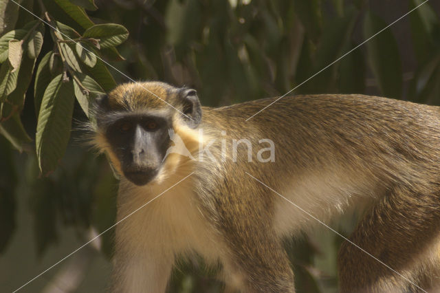 Groene meerkat (Cercopithecus aethiops)