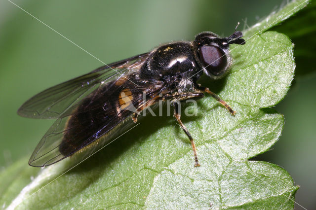 Grofgestippelde platbek (Pipiza noctiluca)