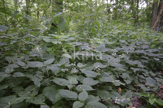 Enchanter’s-nightshade (Circaea lutetiana)