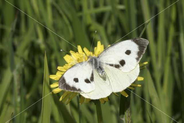 Groot koolwitje (Pieris brassicae)