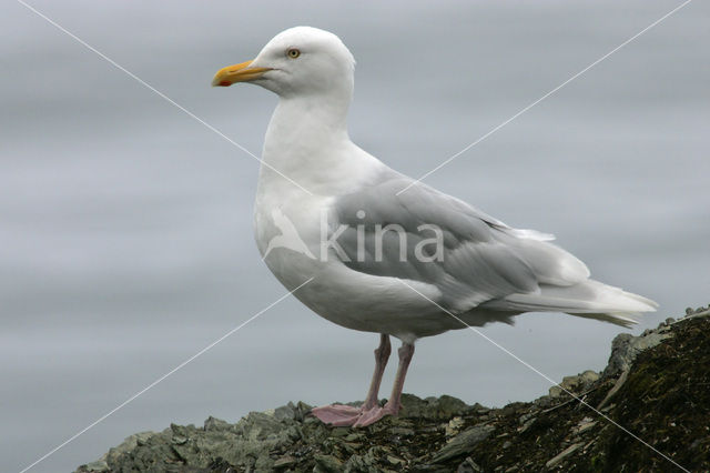 Glaucous Gull (Larus hyperboreus)