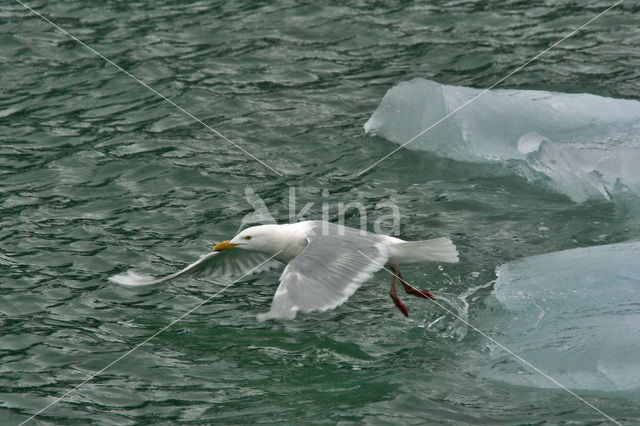 Glaucous Gull (Larus hyperboreus)