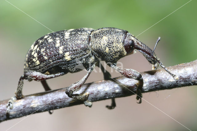 Grote dennensnuitkever (Hylobius abietis)