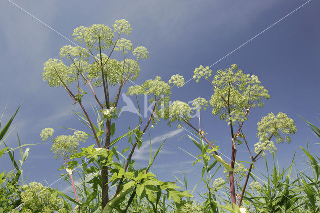 Garden Angelica (Angelica archangelica)