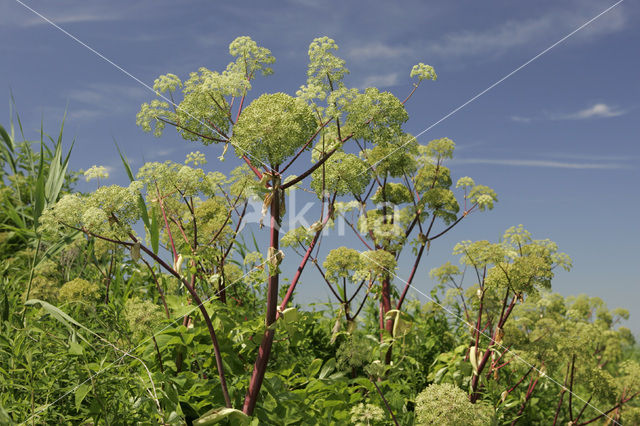 Grote engelwortel (Angelica archangelica)