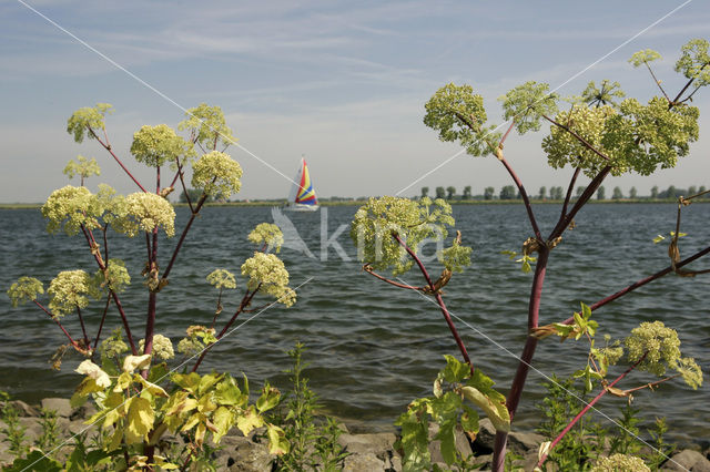 Grote engelwortel (Angelica archangelica)