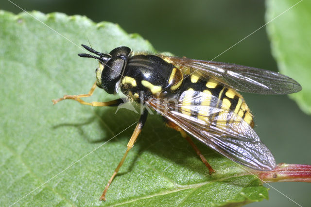 Hoverfly (Chrysotoxum cautum)