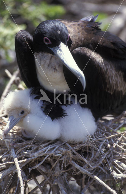Great Frigatebird (Fregata minor)