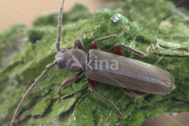 rusty long-horned beetle (Arhopalus rusticus