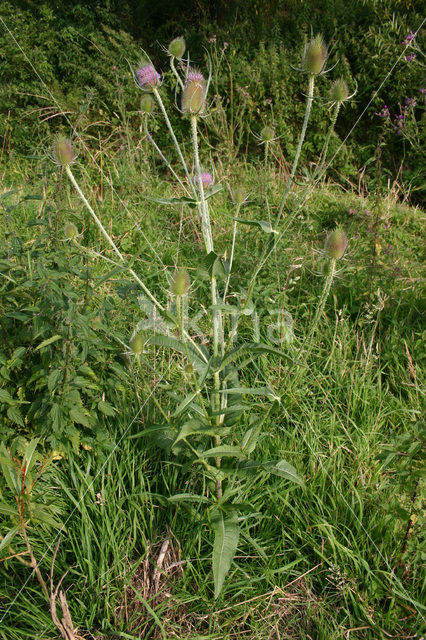 Teasel (Dipsacus fullonum)