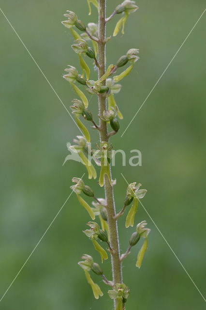 Common Twayblade (Neottia ovata