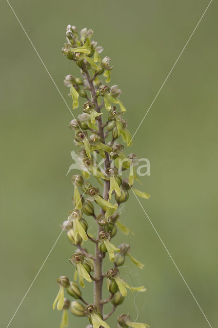 Common Twayblade (Neottia ovata