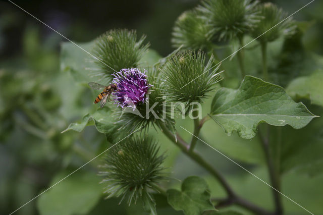 Grote klit (Arctium lappa)