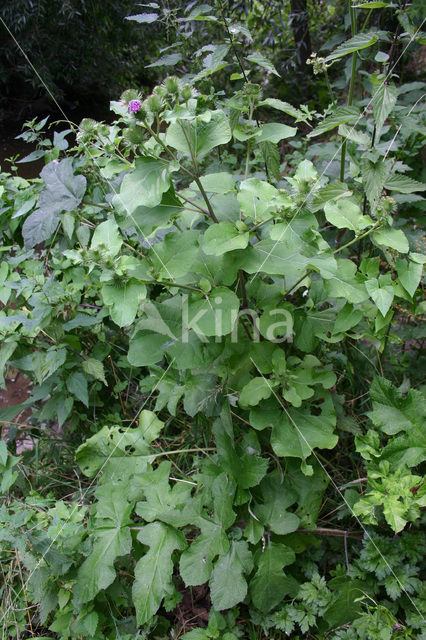 Grote klit (Arctium lappa)