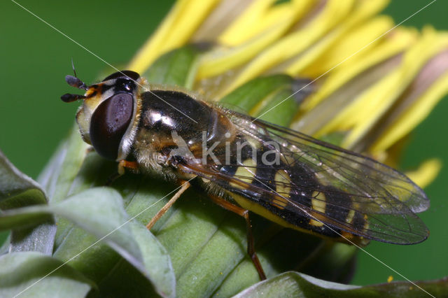 Grote Kommazwever (Eupeodes luniger)