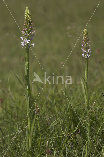 Grote muggenorchis (Gymnadenia conopsea)