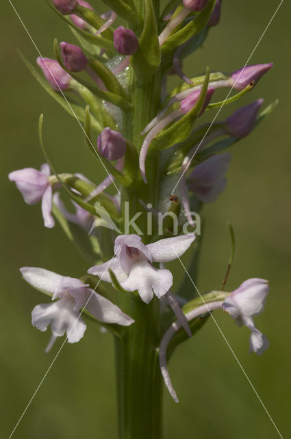 Grote muggenorchis (Gymnadenia conopsea)