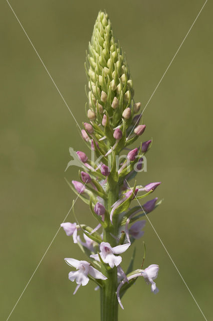 Grote muggenorchis (Gymnadenia conopsea)