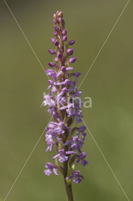 Grote muggenorchis (Gymnadenia conopsea)