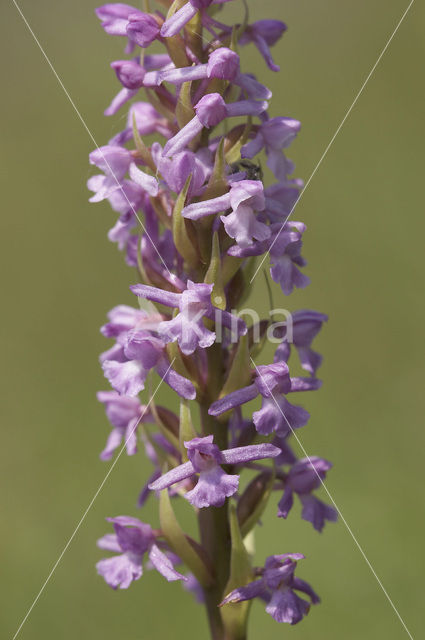 Grote muggenorchis (Gymnadenia conopsea)