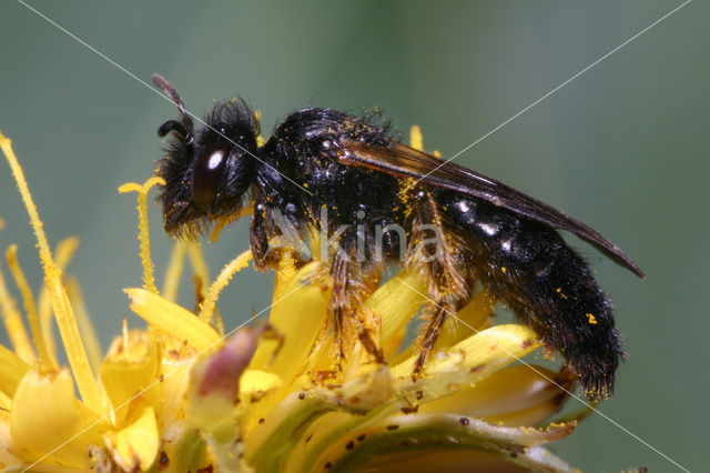 Grote roetbij (Panurgus banksianus)