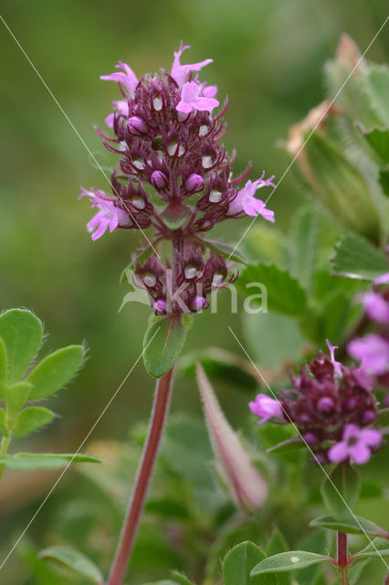Large Thyme (Thymus pulegioides)