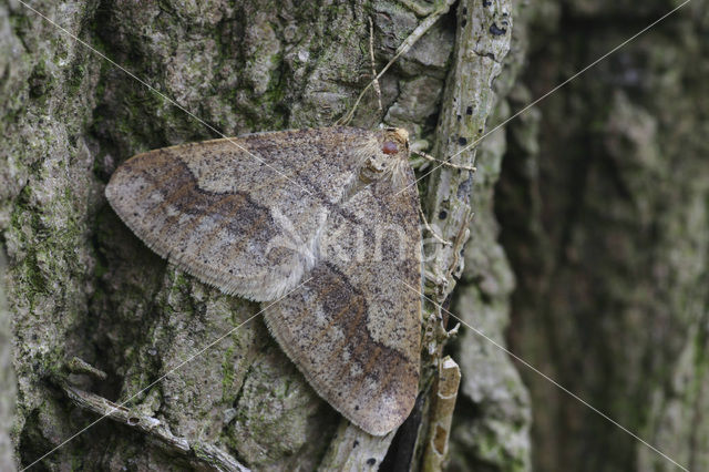 Dotted Border (Agriopis marginaria)