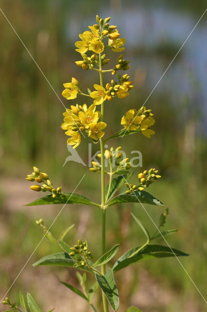 Grote wederik (Lysimachia vulgaris)