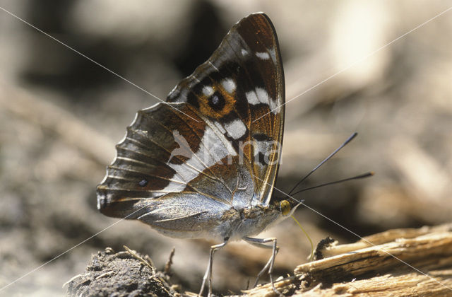 Grote weerschijnvlinder (Apatura iris)