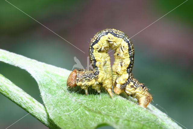Mottled Umber (Erannis defoliaria)