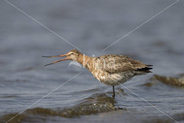 Black-tailed Godwit (Limosa limosa)