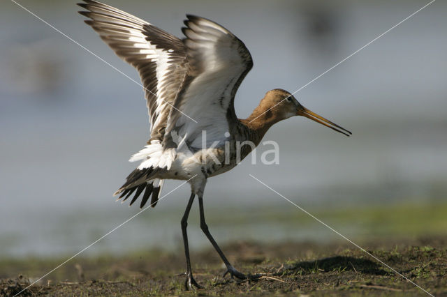 Black-tailed Godwit (Limosa limosa)