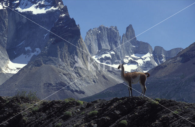 Guanaco (Lama guanicoe)